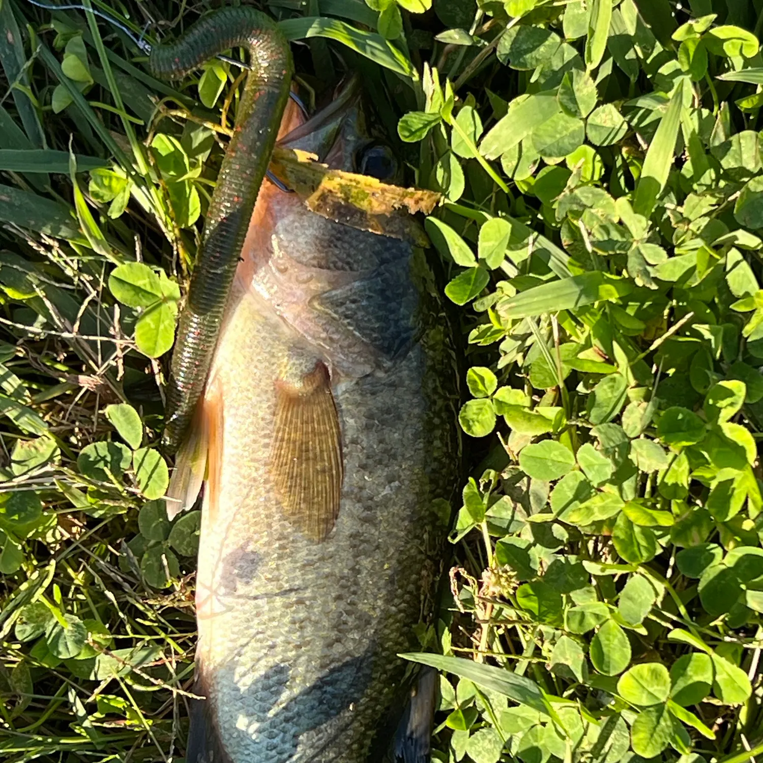Smallmouth bass caught on Fishbrain