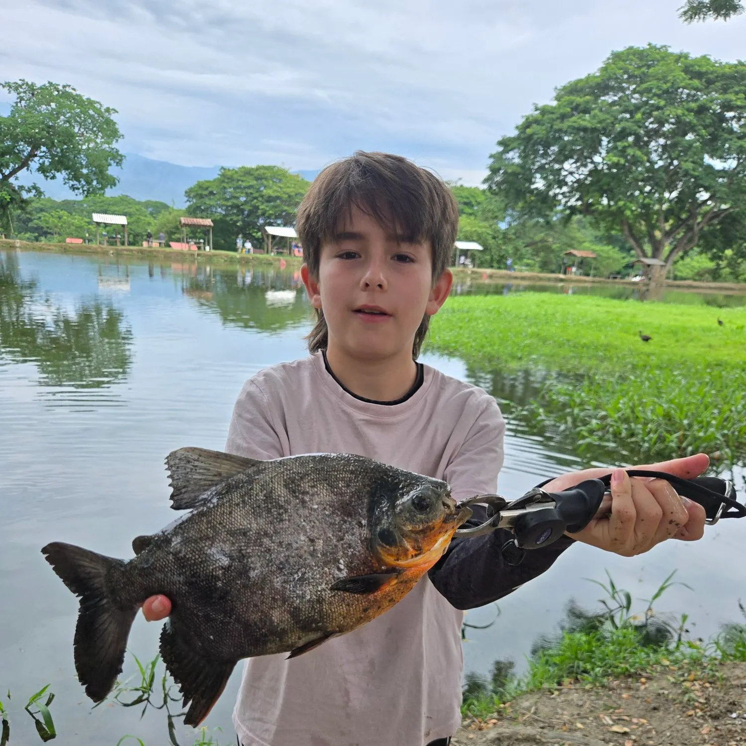 The most recent Black pacu catches on Fishbrain