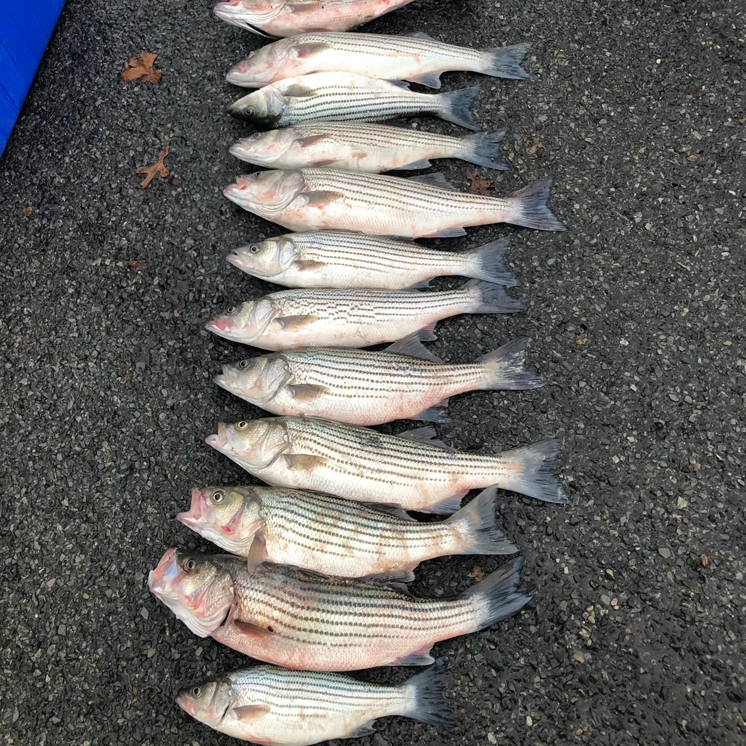 recently logged catches