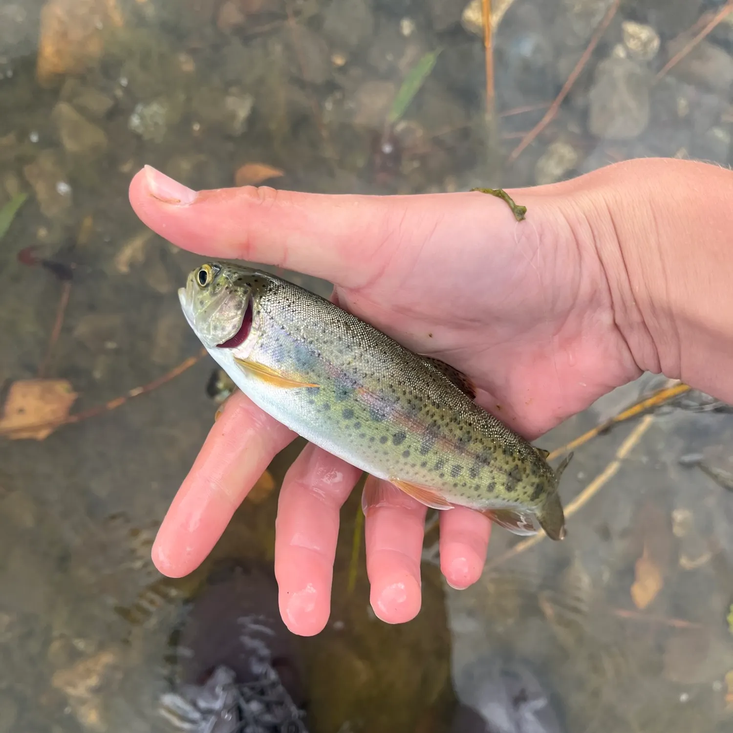 Rainbow trout caught on Fishbrain