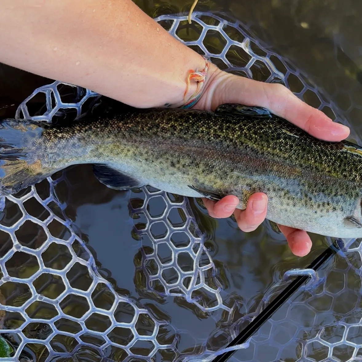 Cutbow caught on Fishbrain