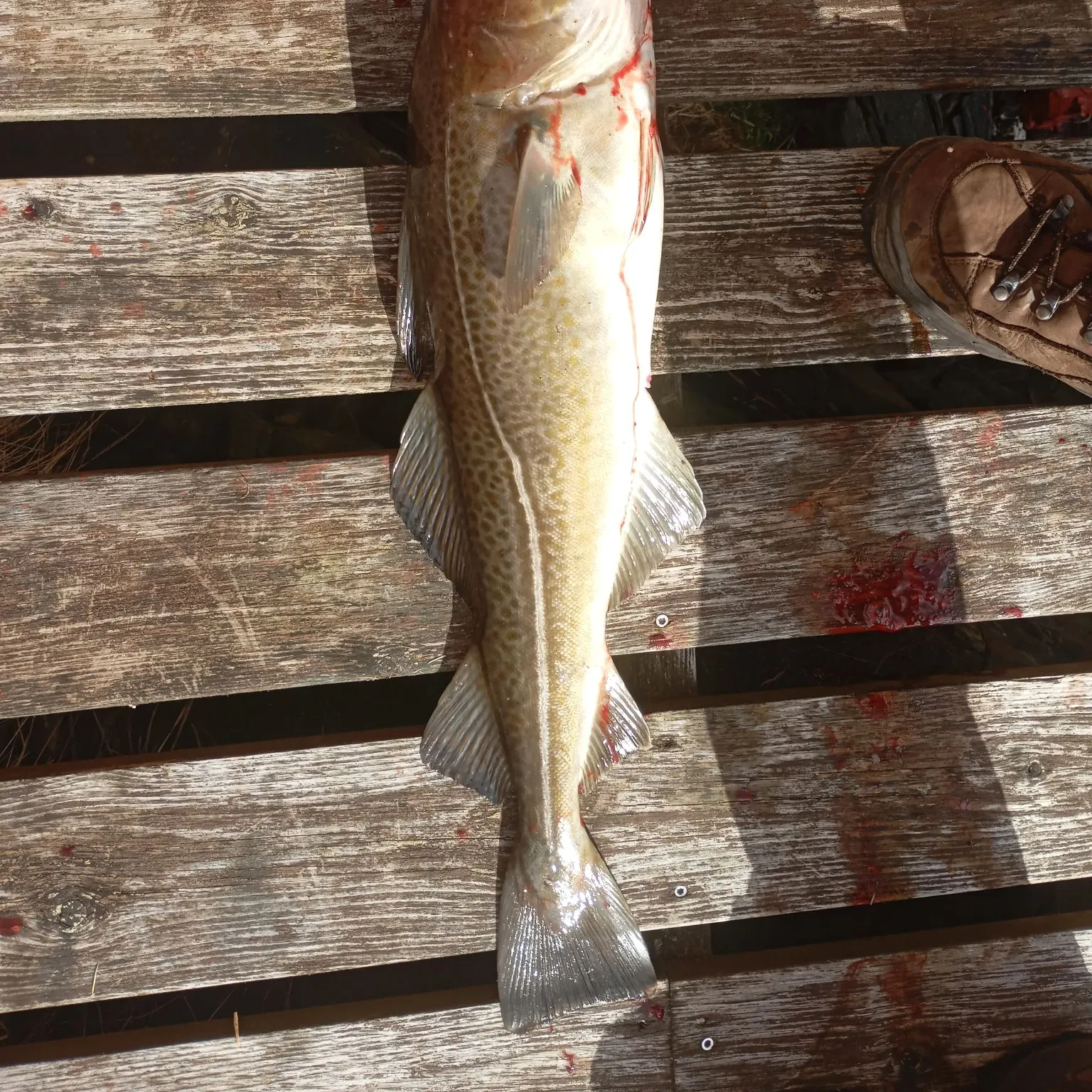 The most recent Atlantic cod catches on Fishbrain