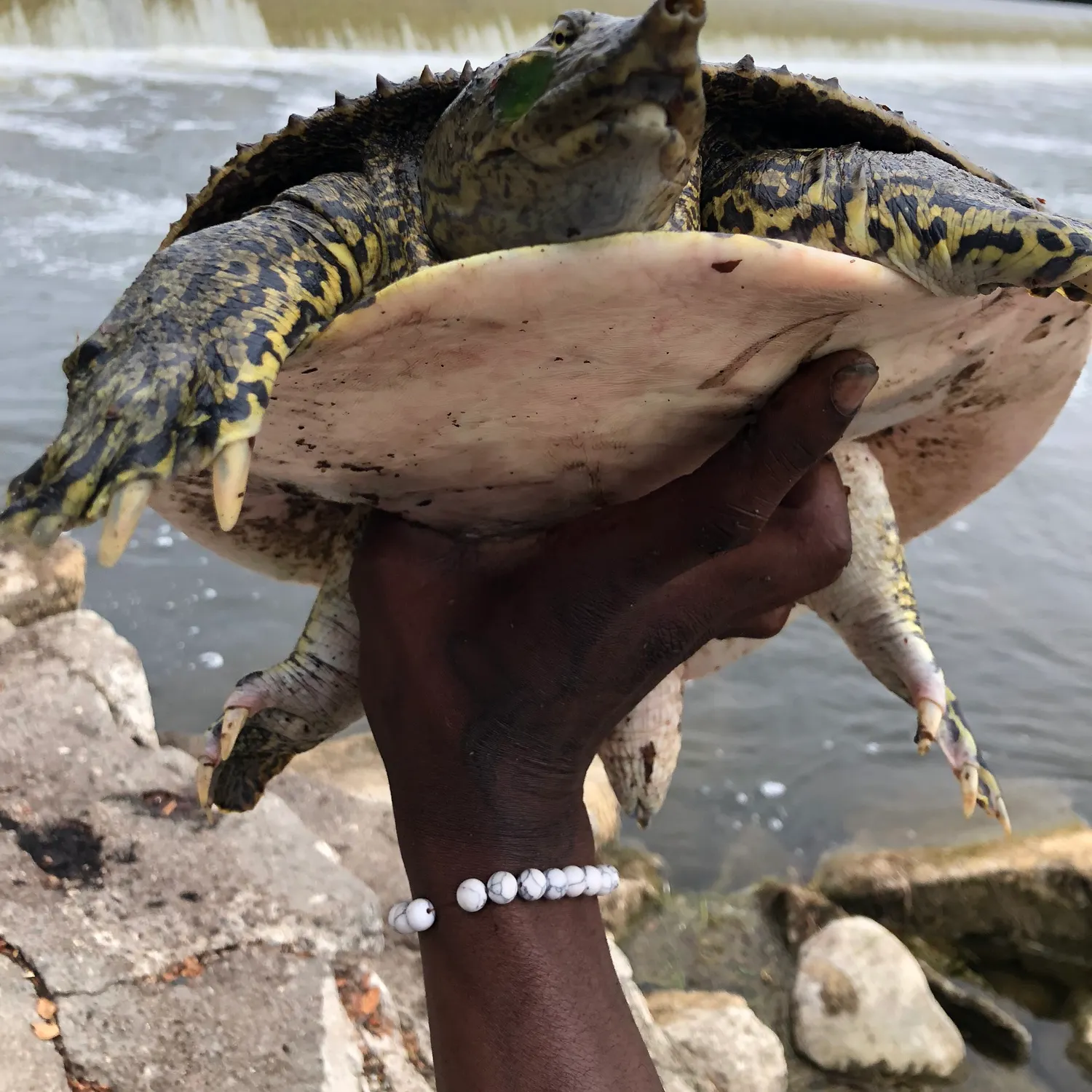 The most recent Smooth softshell turtle catches on Fishbrain