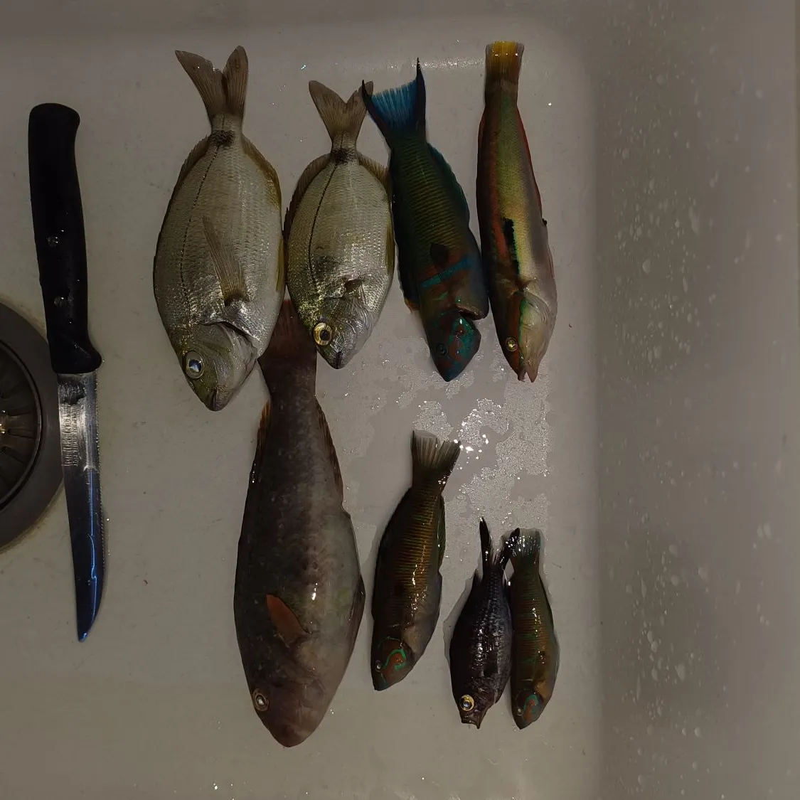 recently logged catches