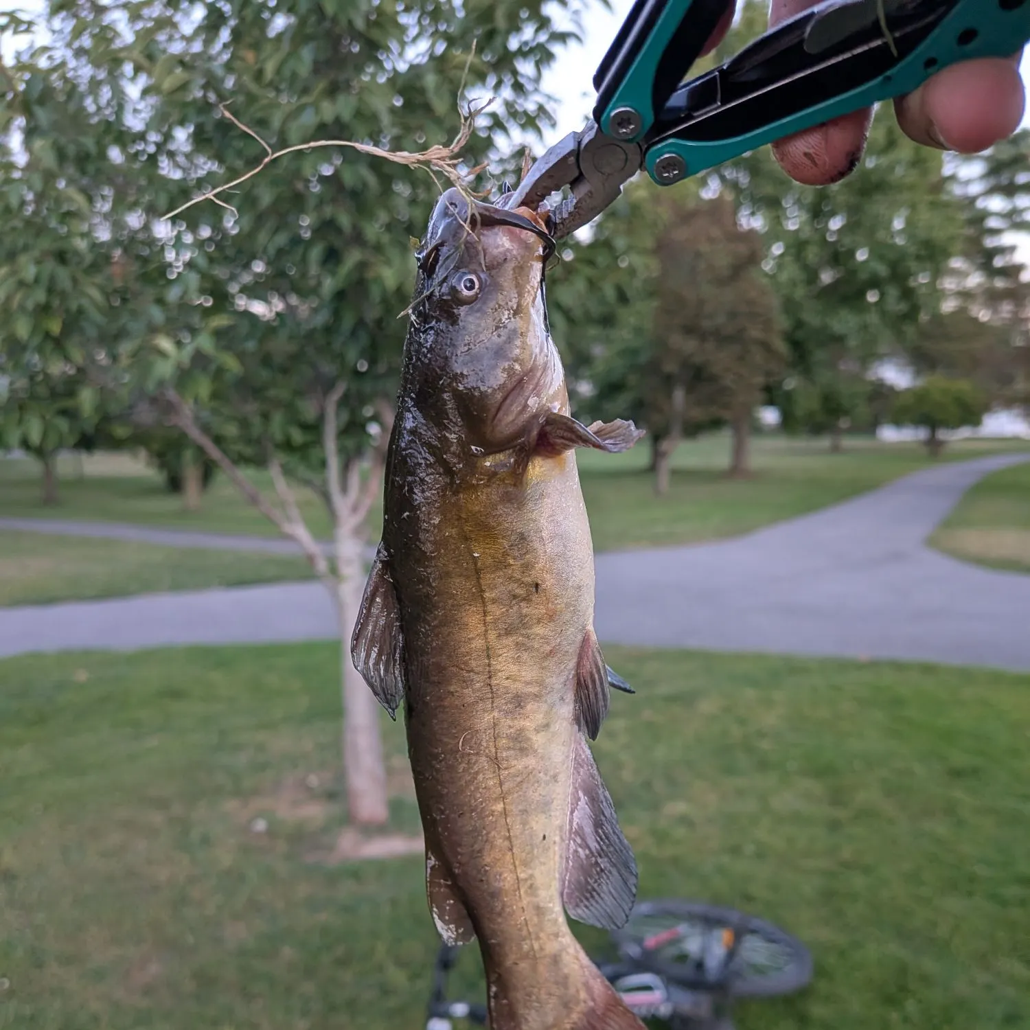 Yellow bullhead caught on Fishbrain