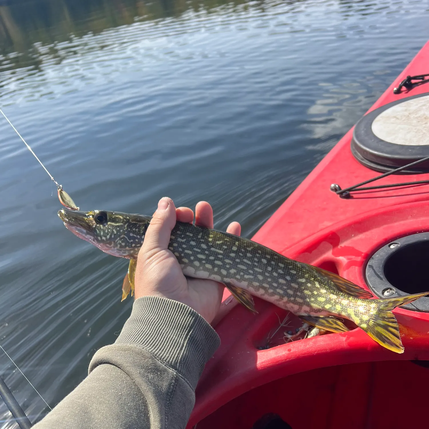 Northern pike caught on Fishbrain
