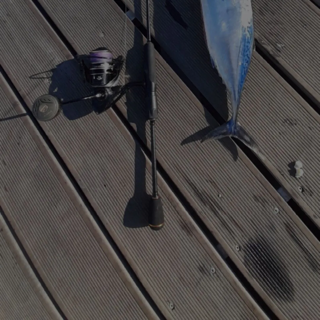 The most recent Little tunny catches on Fishbrain