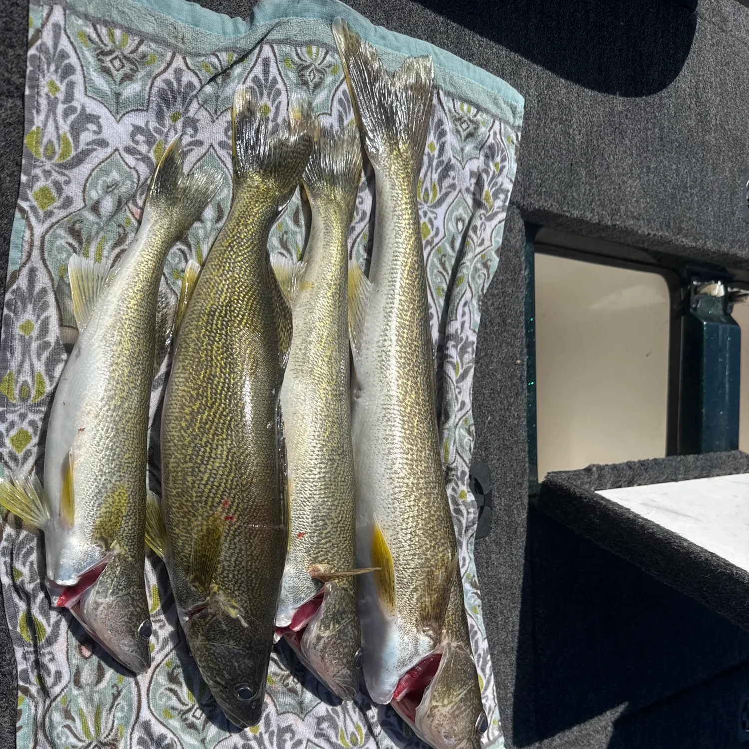 recently logged catches