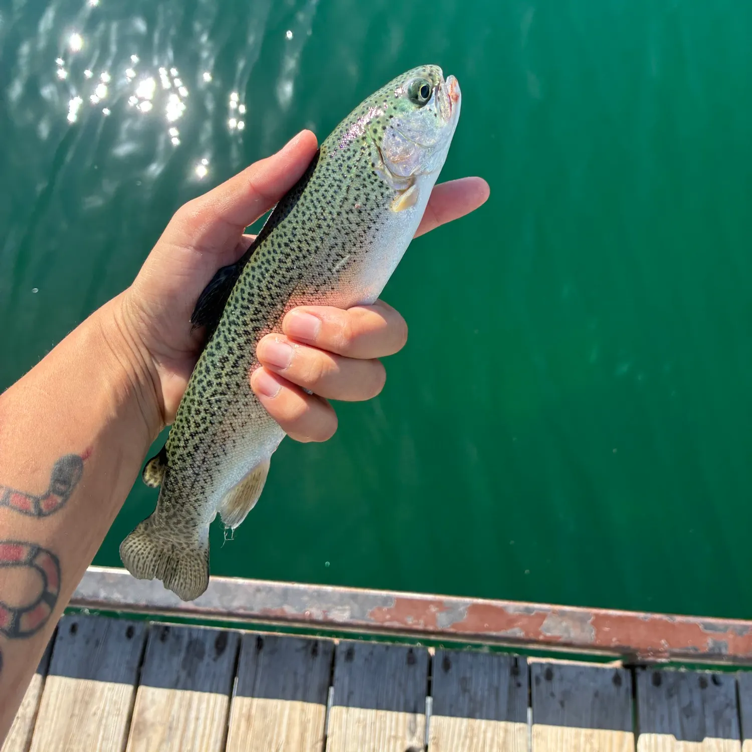 Rainbow trout caught on Fishbrain