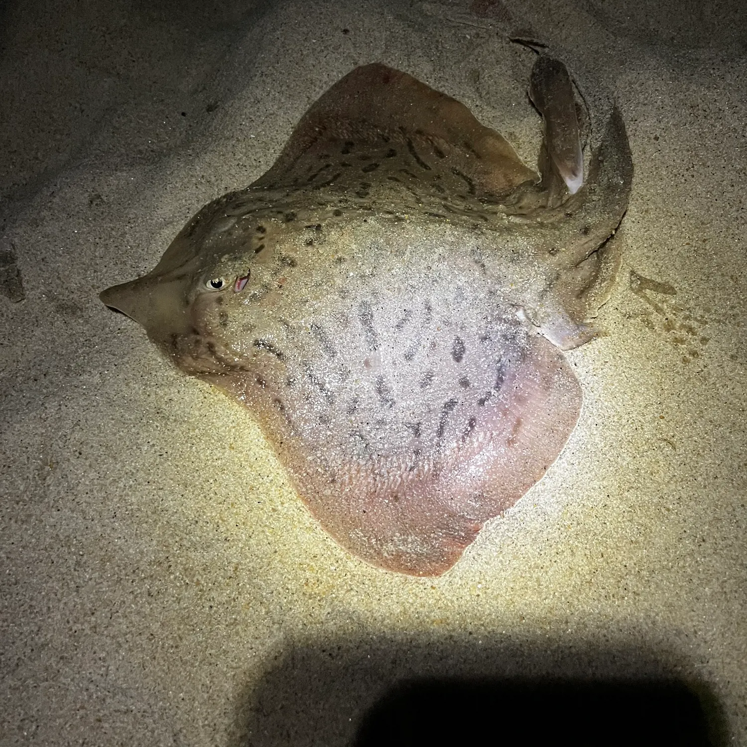 The most recent Clearnose skate catches on Fishbrain