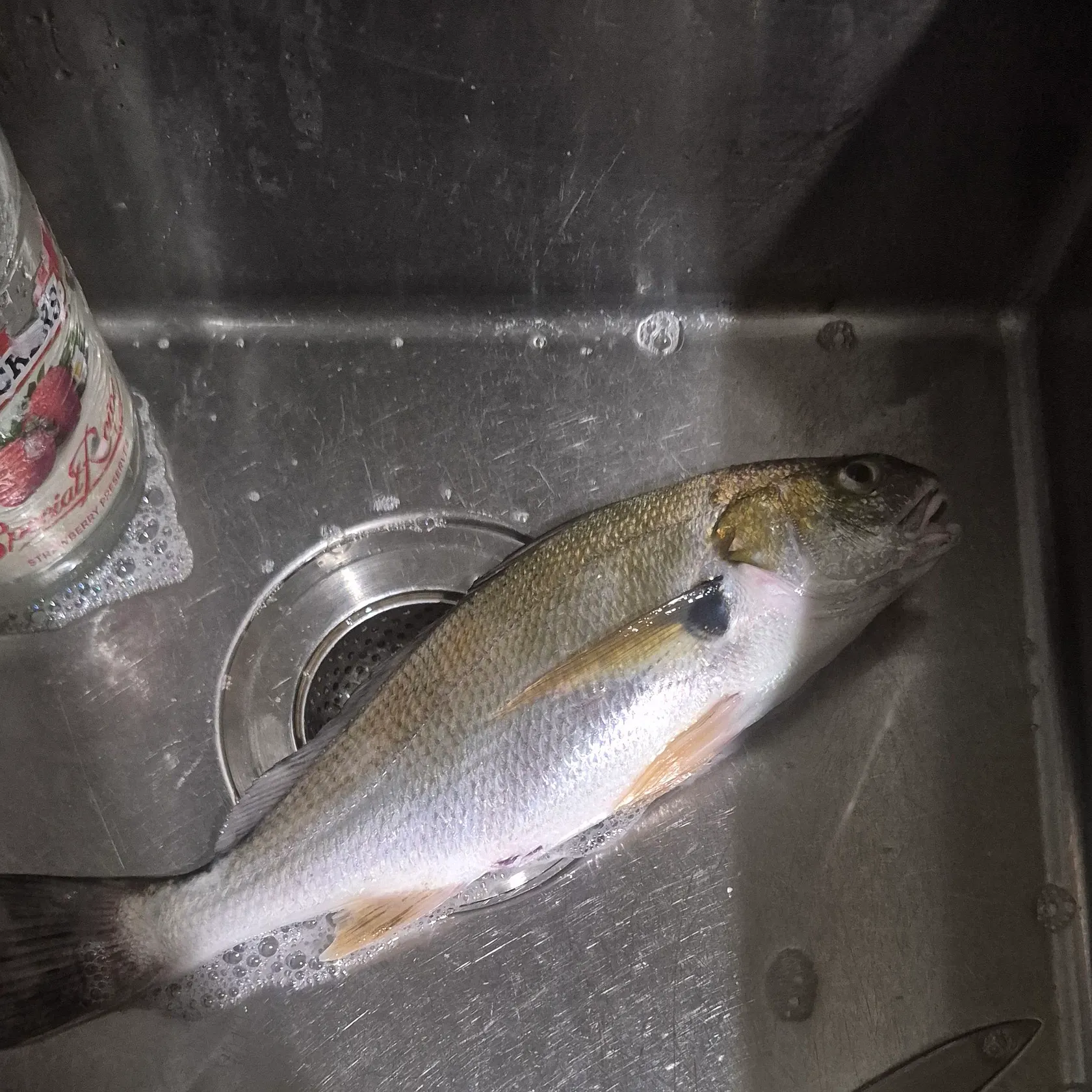 The most recent Spotfin croaker catches on Fishbrain
