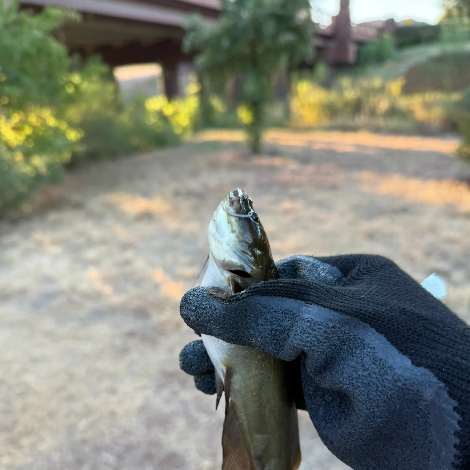 Yellow bullhead caught on Fishbrain