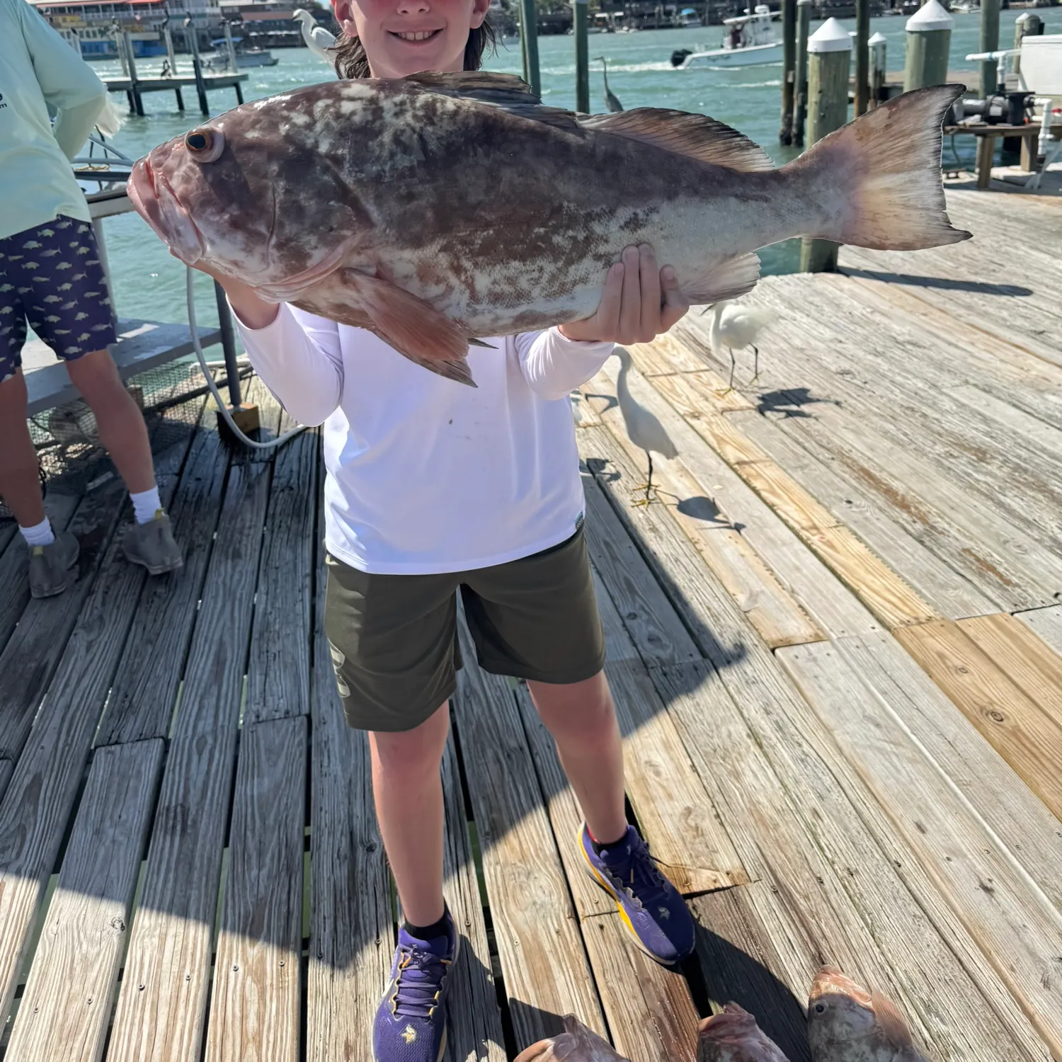 The most recent Gag grouper catches on Fishbrain