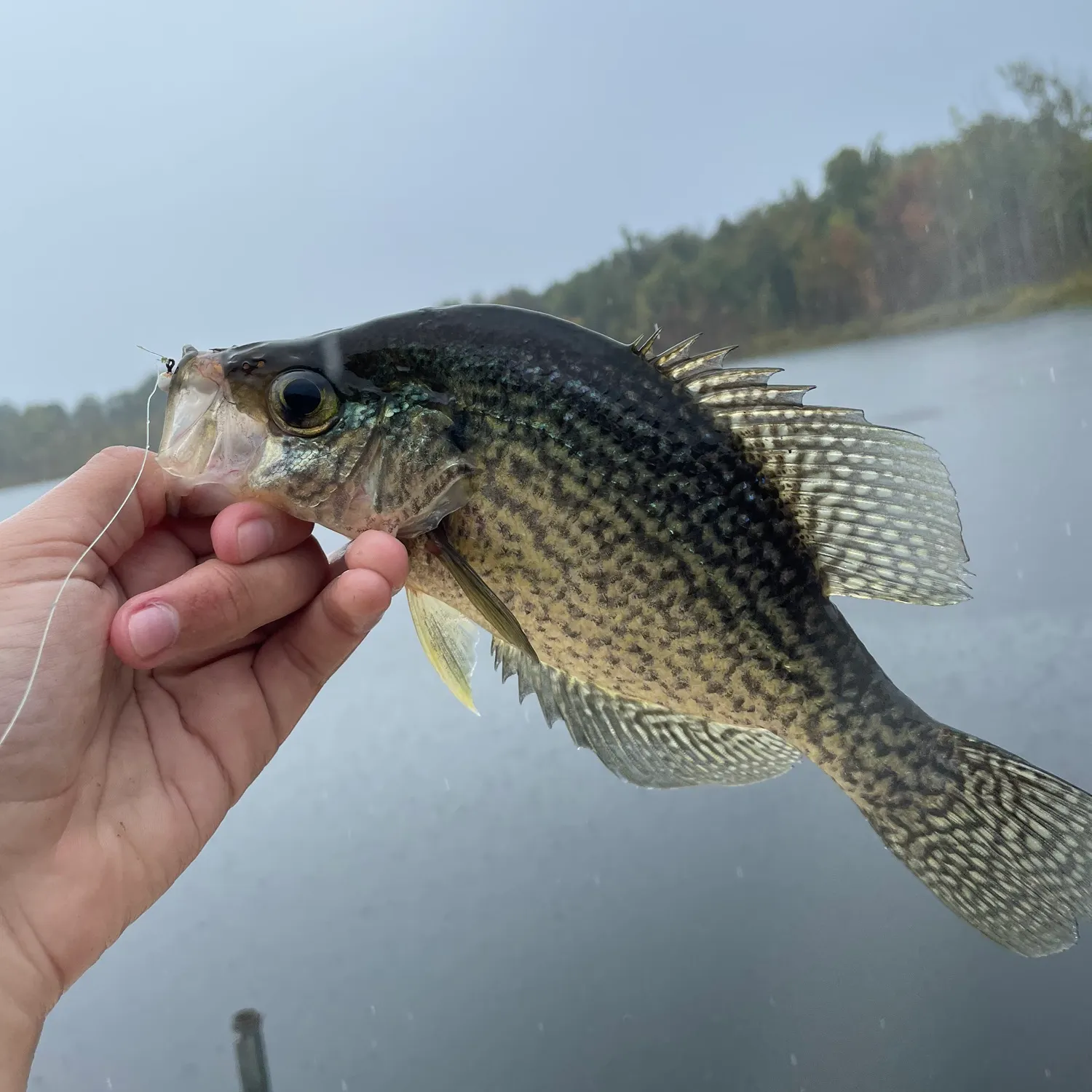 Black crappie caught on Fishbrain