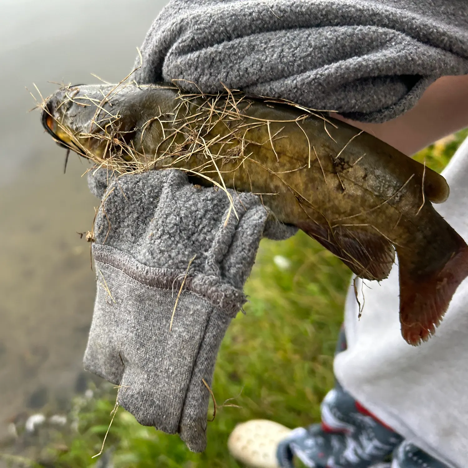 Yellow bullhead caught on Fishbrain