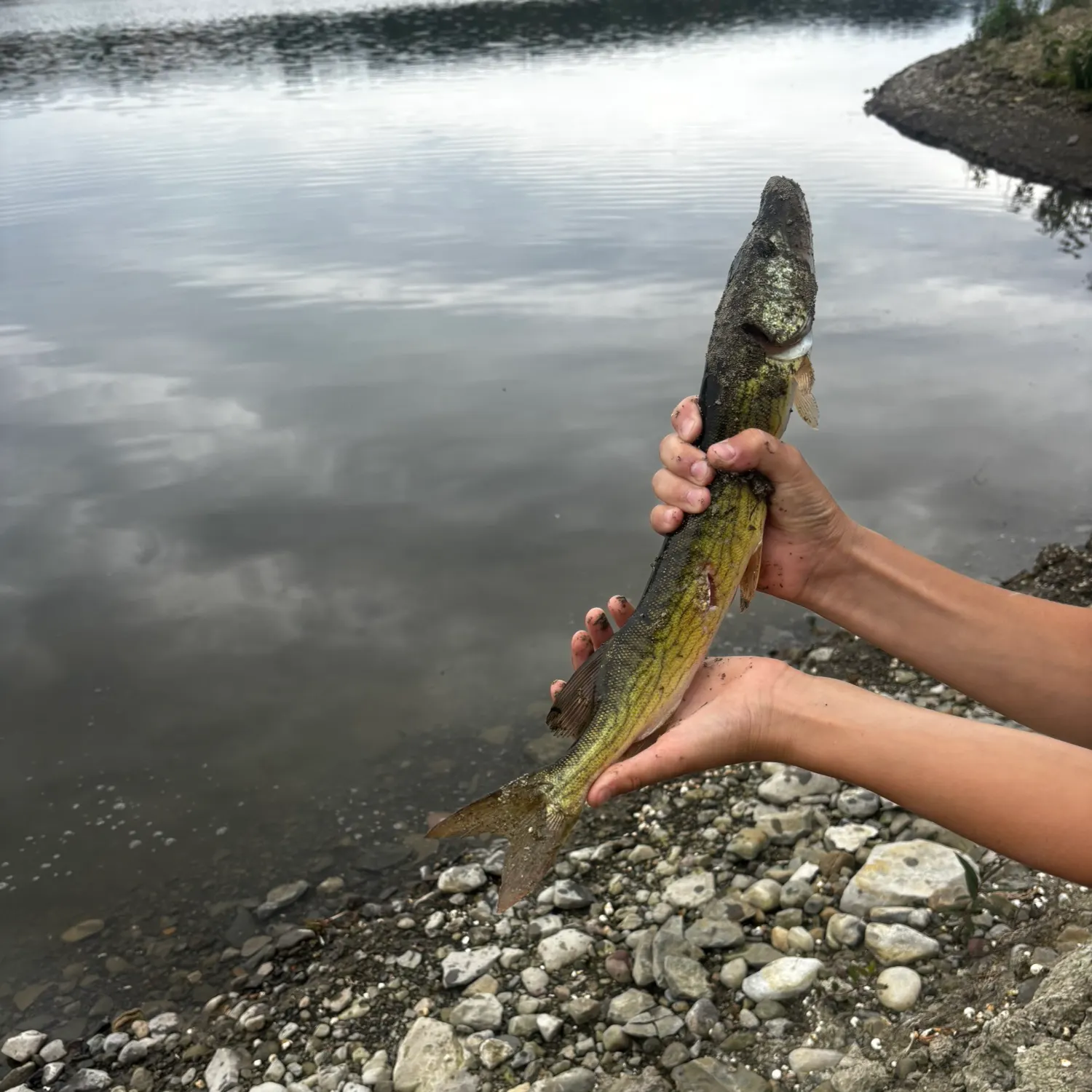 Chain pickerel caught on Fishbrain