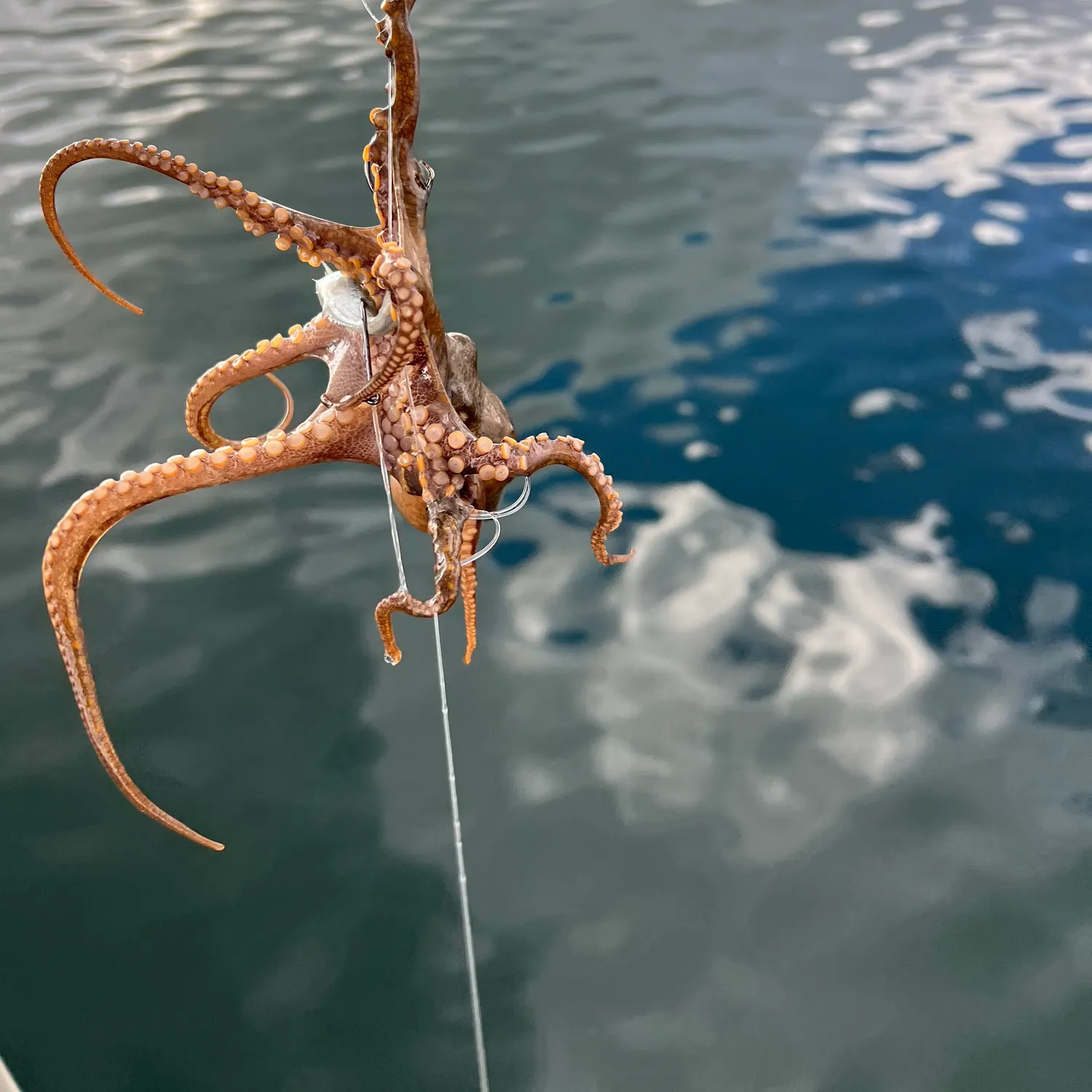 The most recent California two-spot octopus catches on Fishbrain