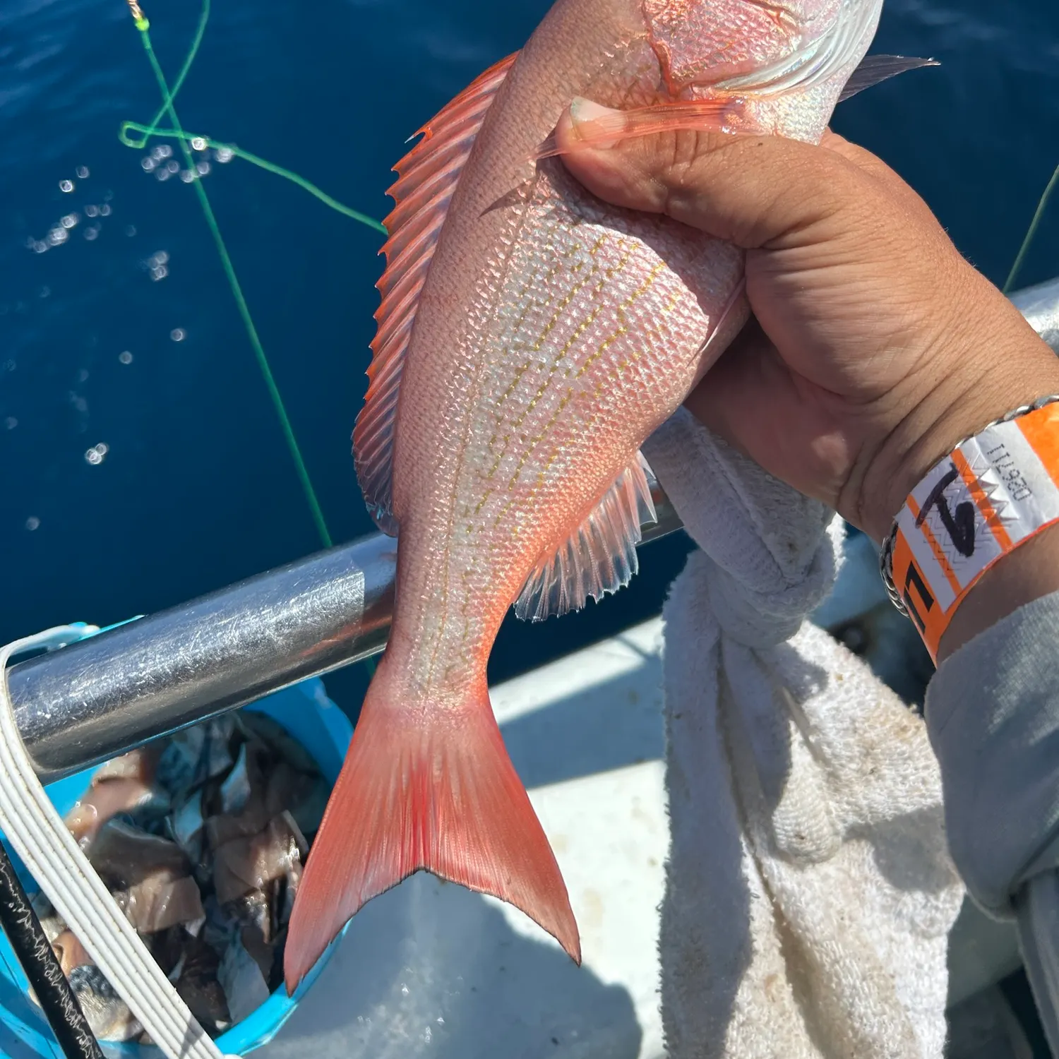 Vermilion snapper caught on Fishbrain