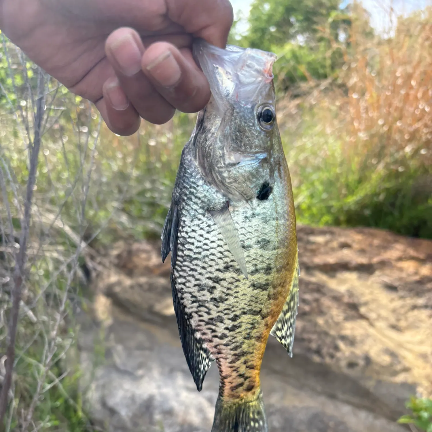The most recent Black crappie catches on Fishbrain