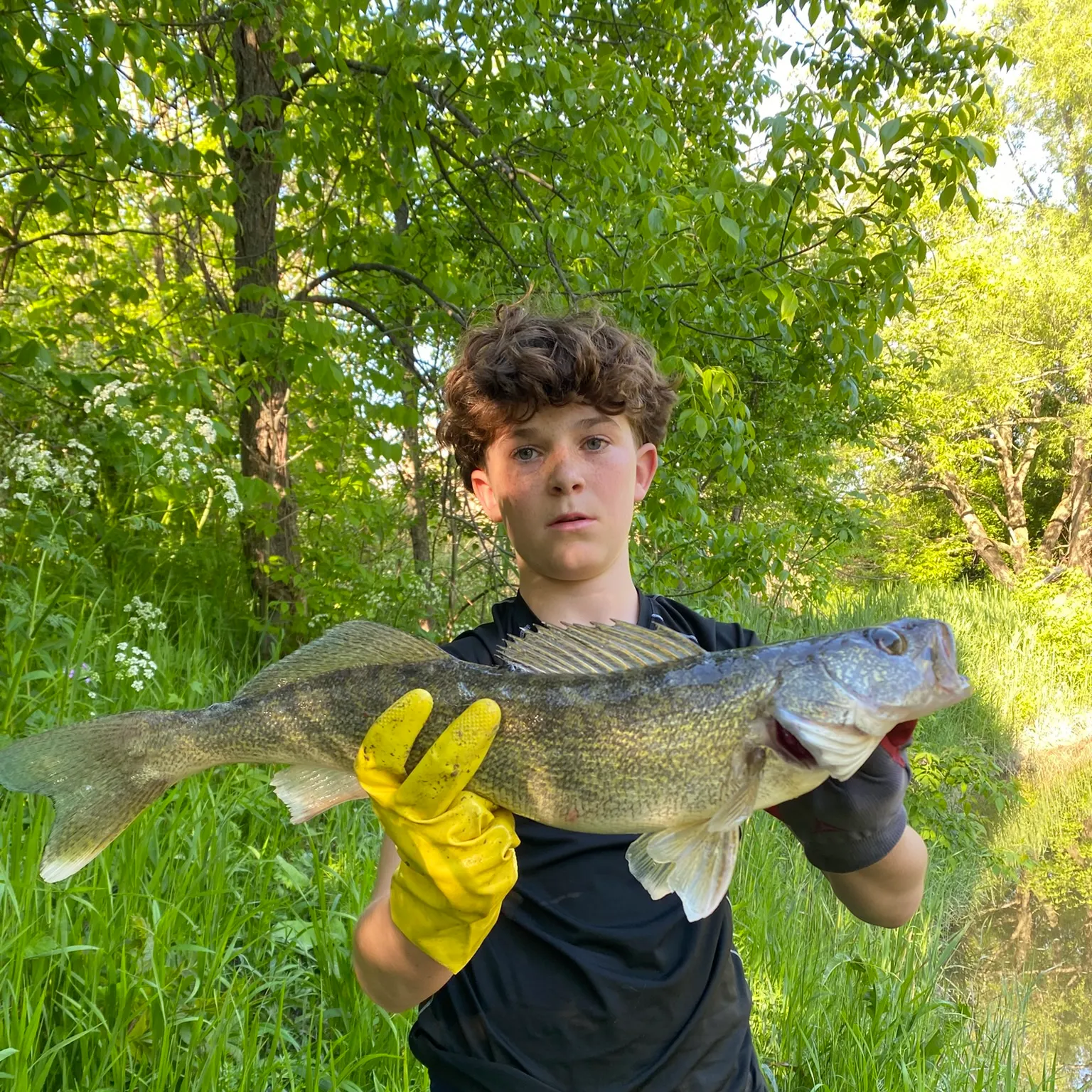 The most recent Sauger catches on Fishbrain
