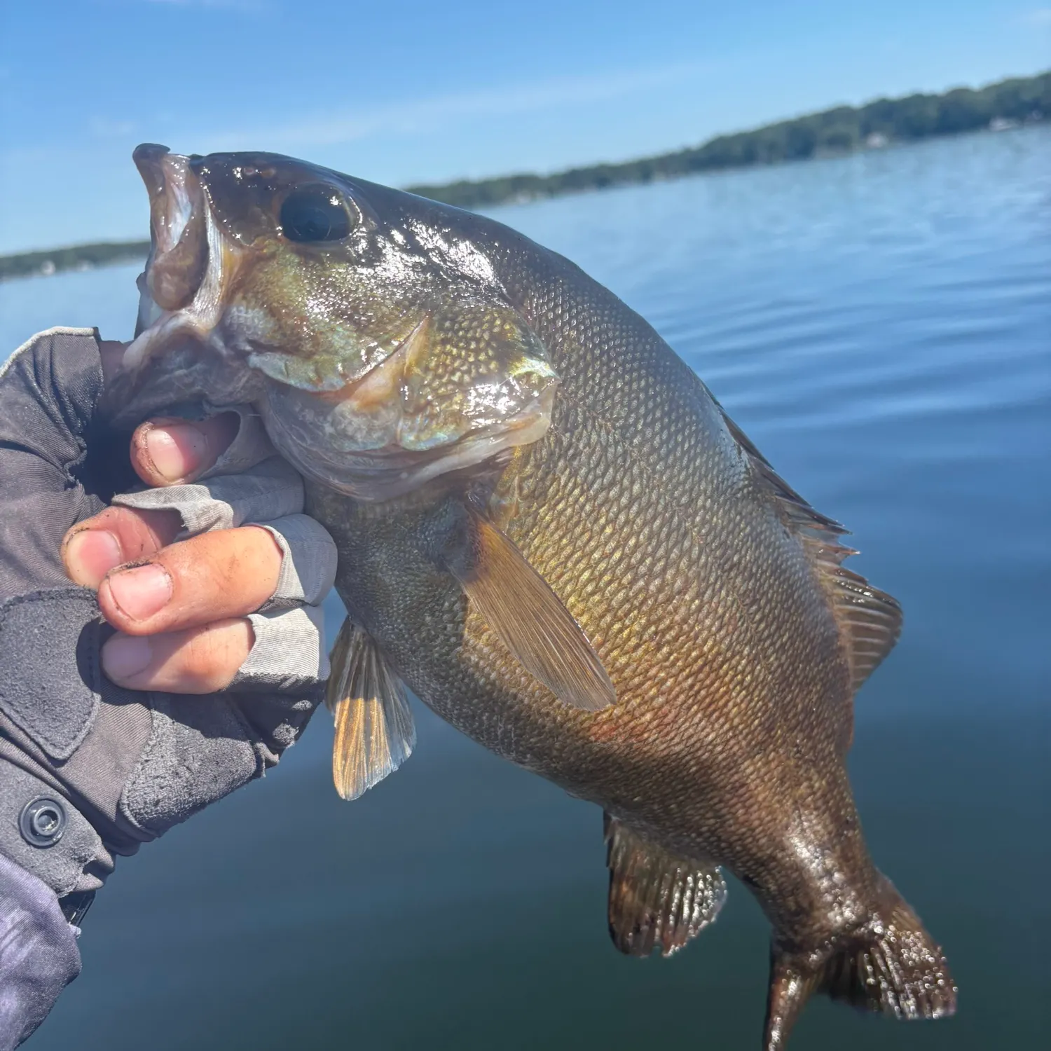 Smallmouth bass caught on Fishbrain