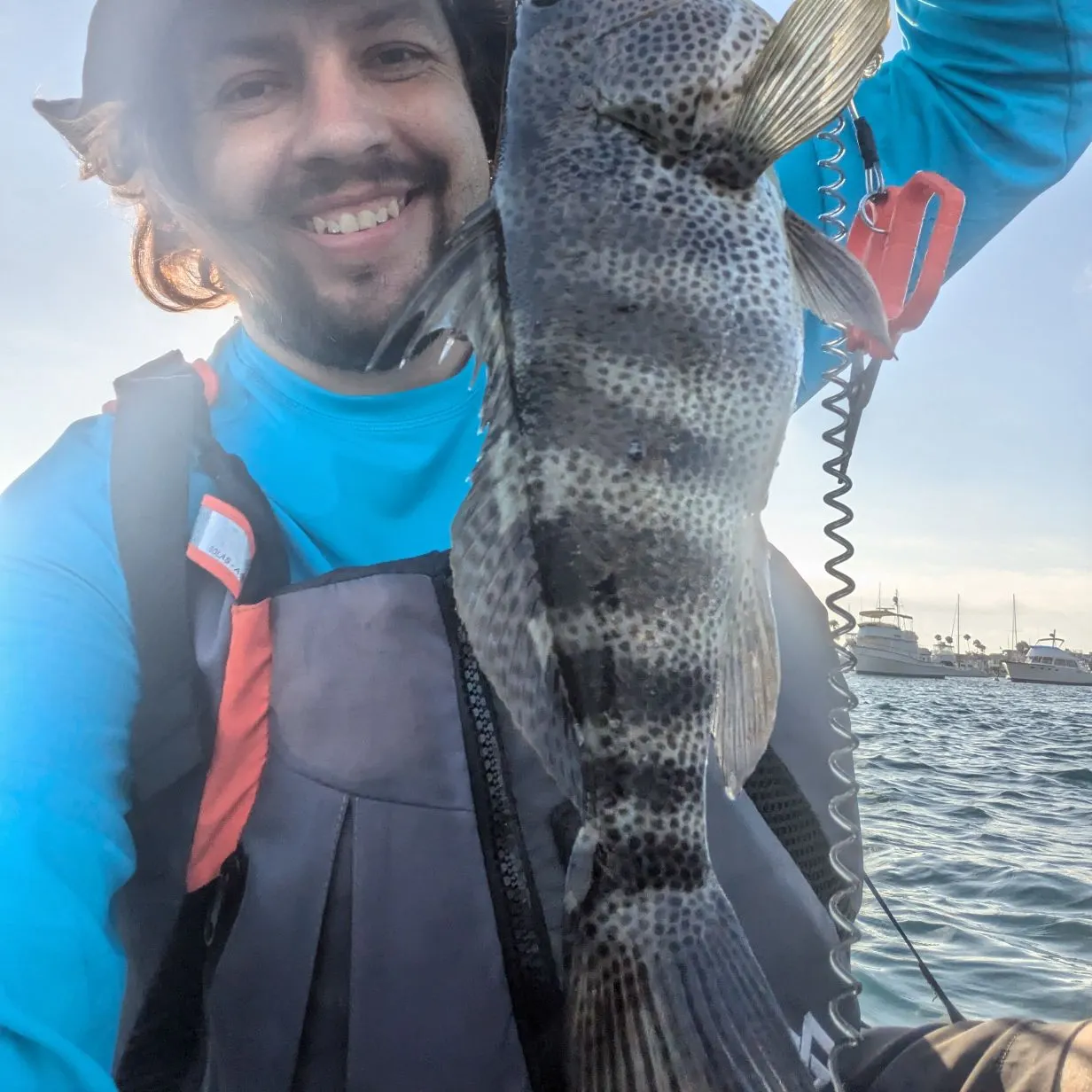 Spotted sand bass caught on Fishbrain