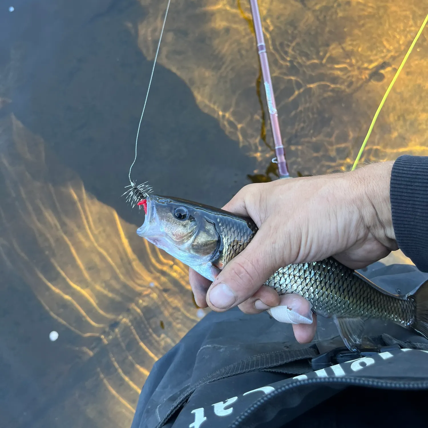 Fallfish caught on Fishbrain