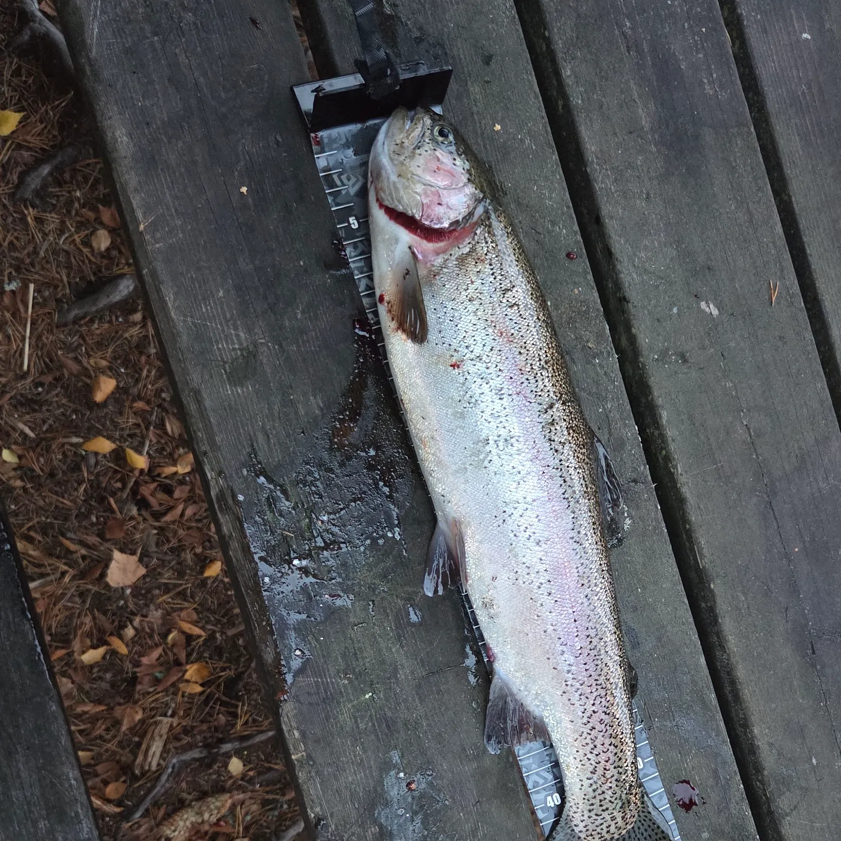 Rainbow trout caught on Fishbrain