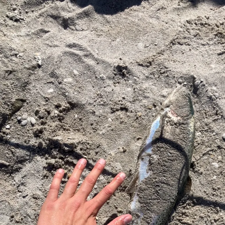 Rainbow trout caught on Fishbrain