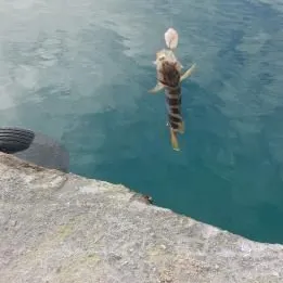 The most recent Painted comber catches on Fishbrain