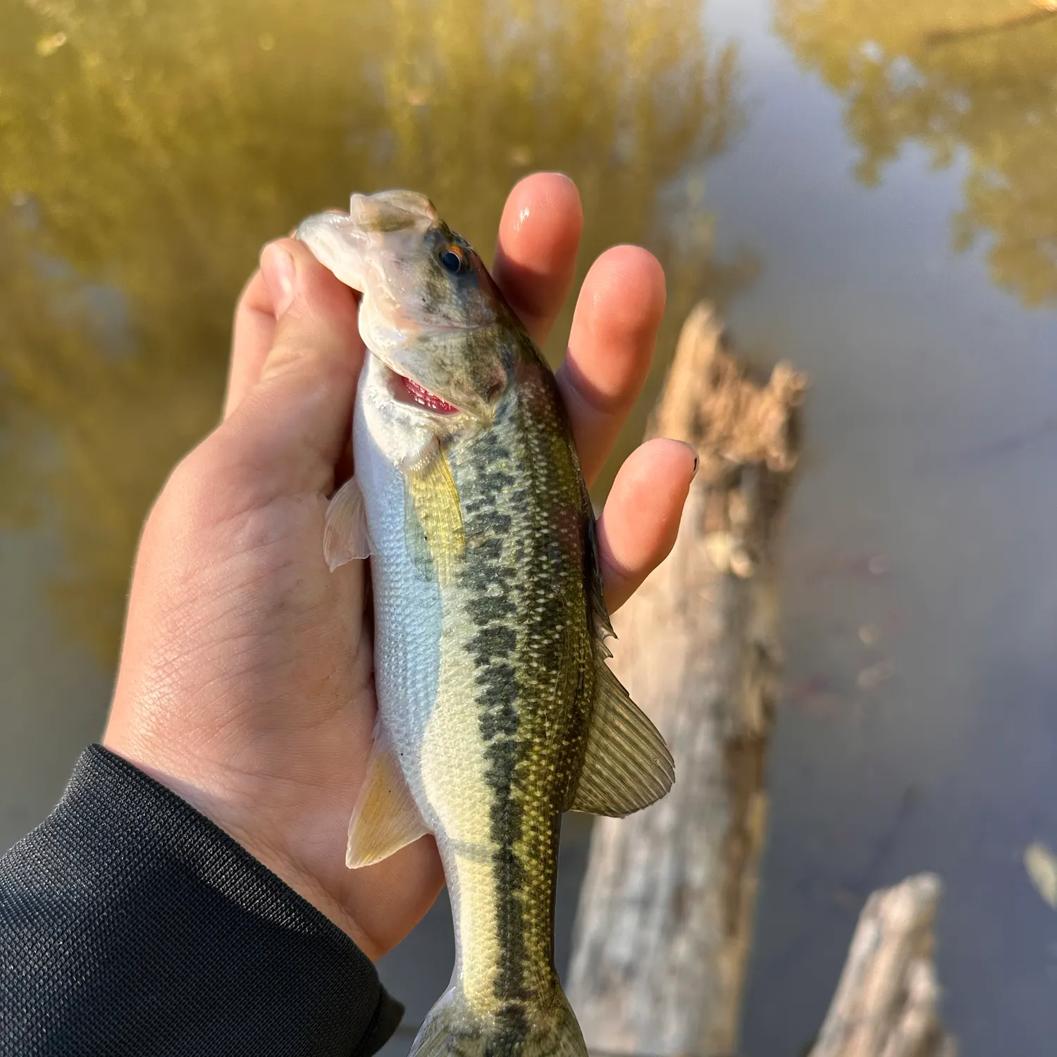 Spotted bass caught on Fishbrain