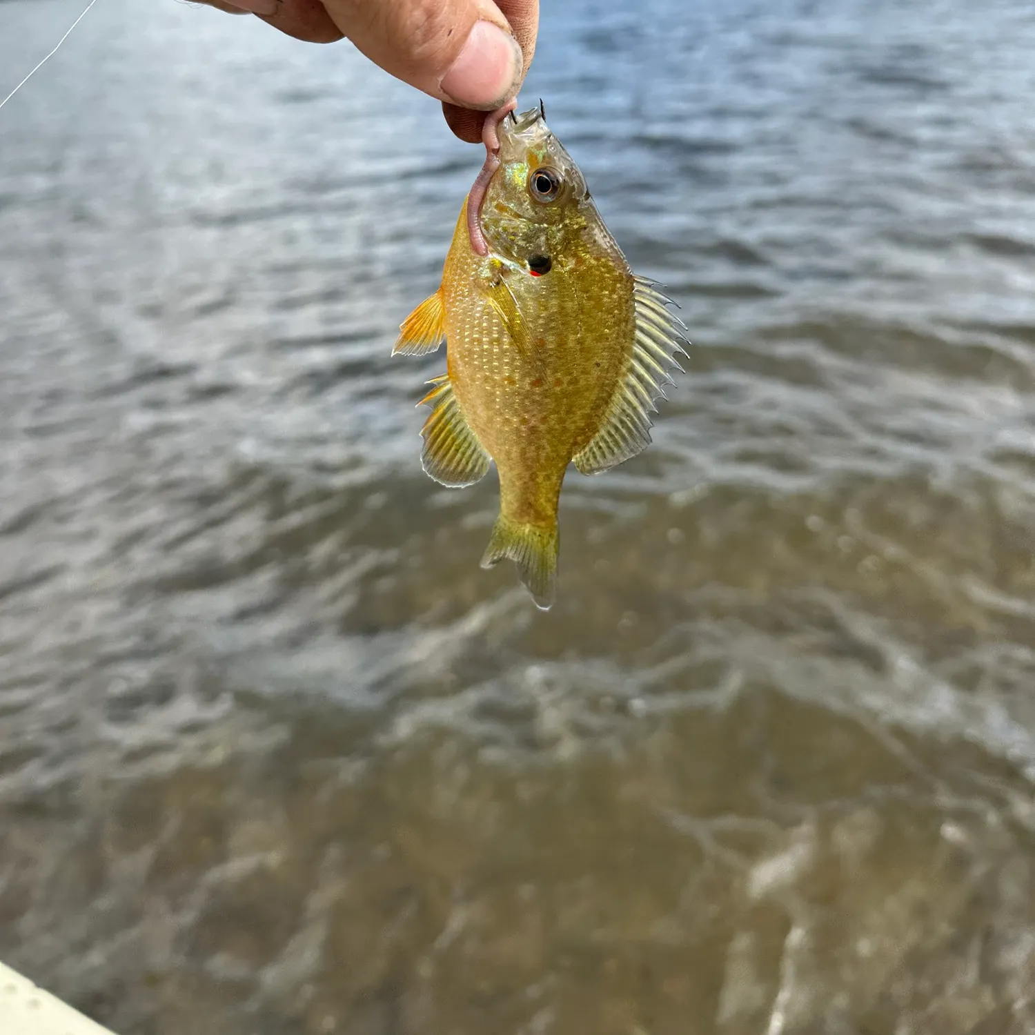 Pumpkinseed caught on Fishbrain