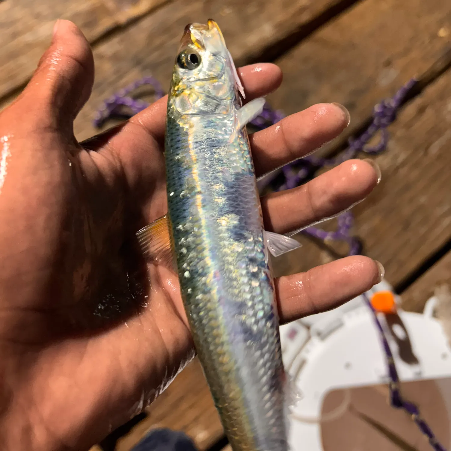 The most recent Round sardinella catches on Fishbrain