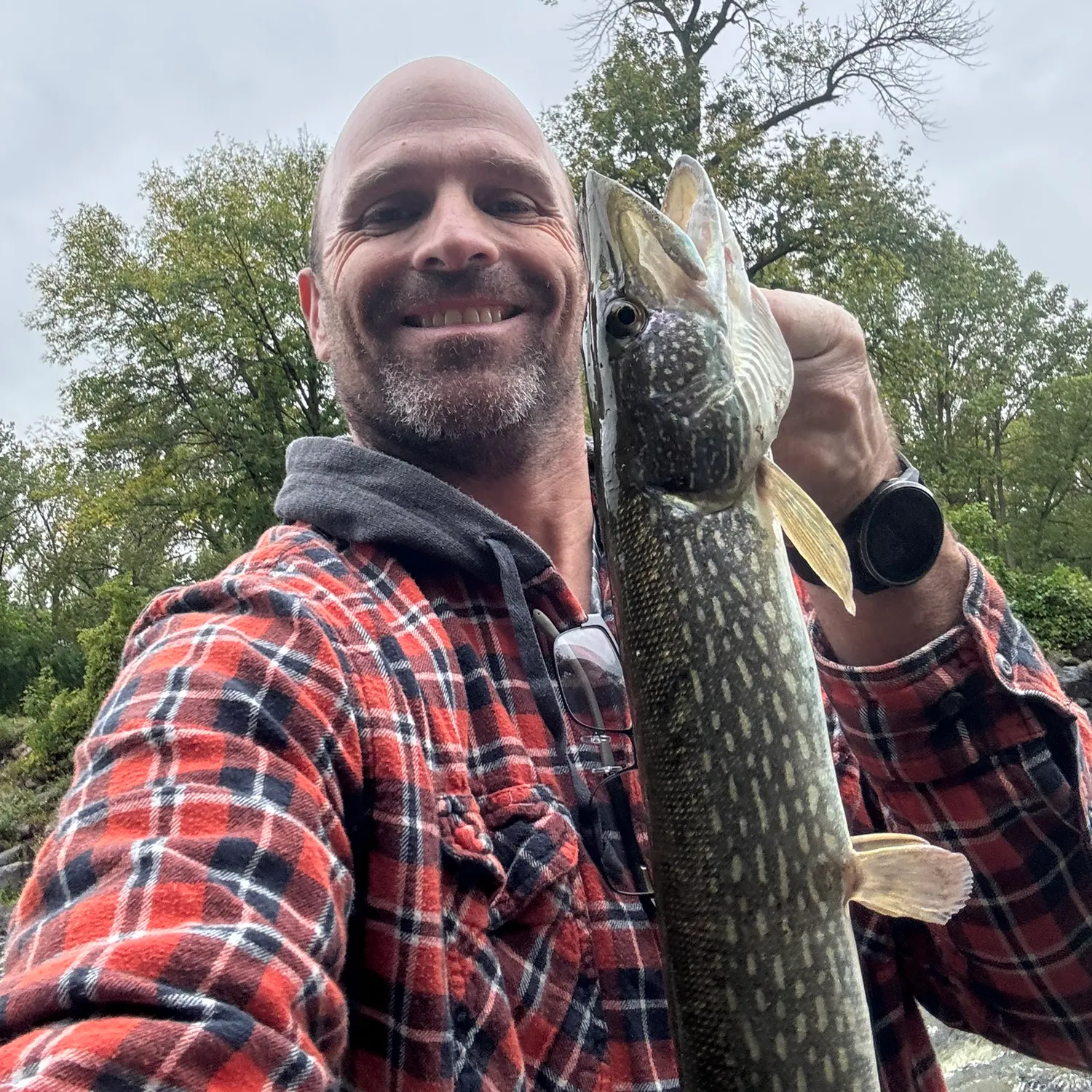 Northern pike caught on Fishbrain