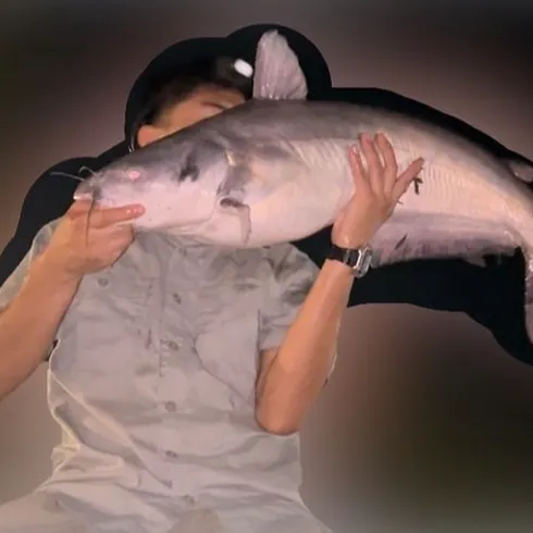 Blue catfish caught on Fishbrain