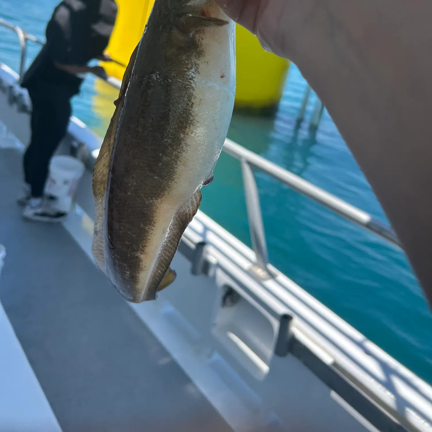 The most recent Red hake catches on Fishbrain