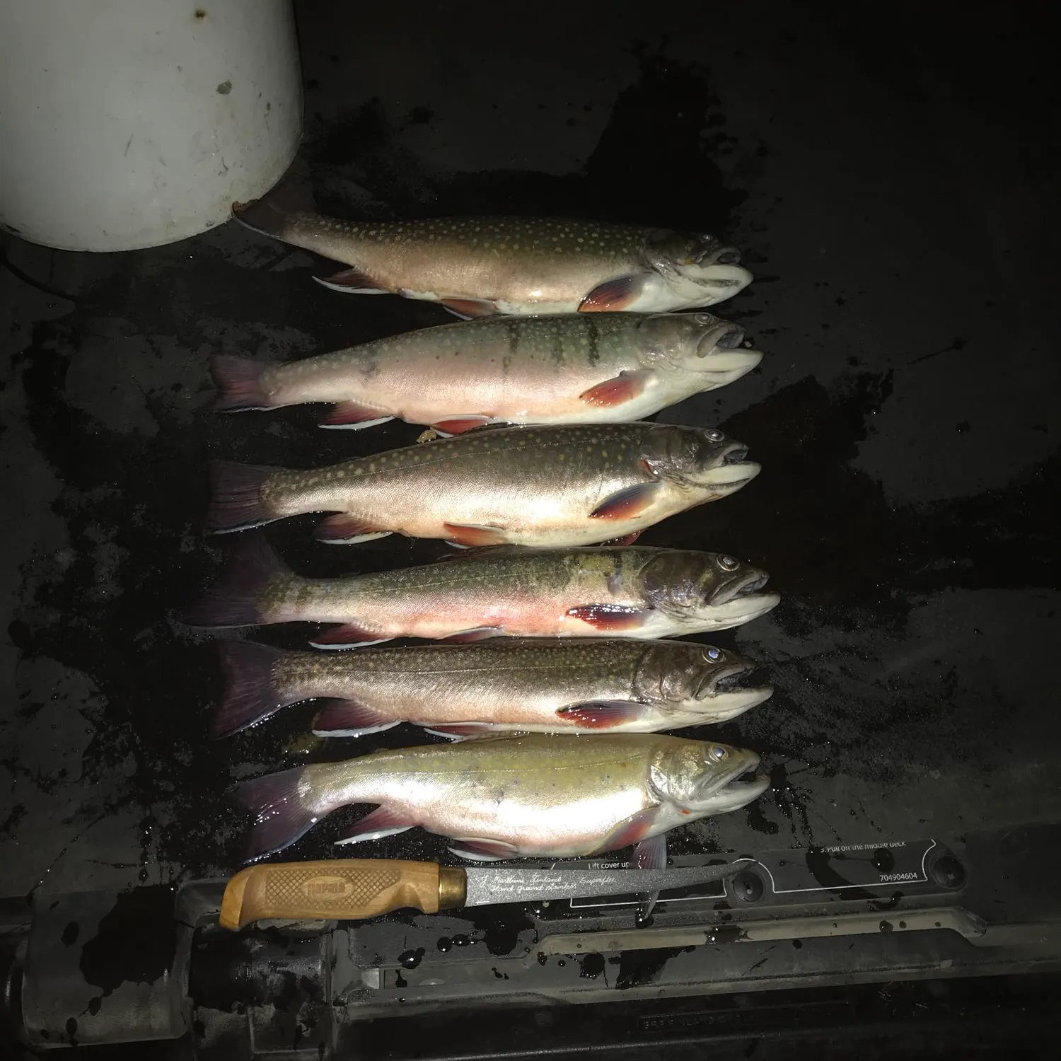 recently logged catches