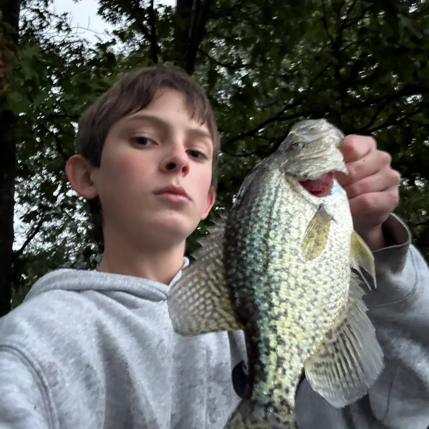 Black crappie caught on Fishbrain