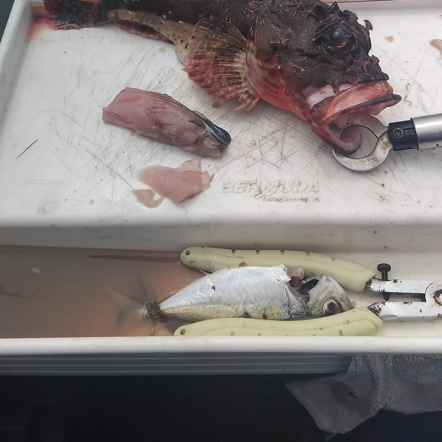 The most recent Red rock cod catches on Fishbrain