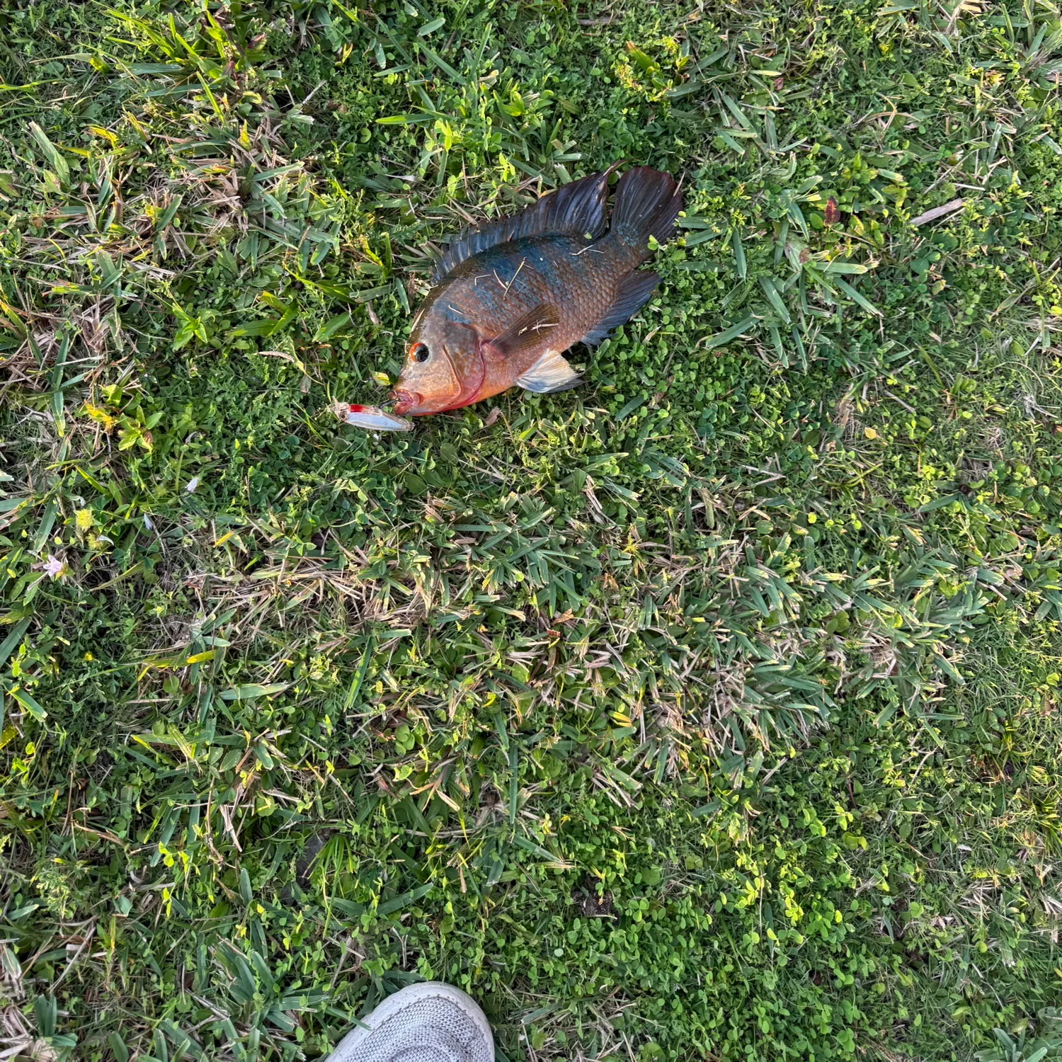 The most recent Mayan cichlid catches on Fishbrain