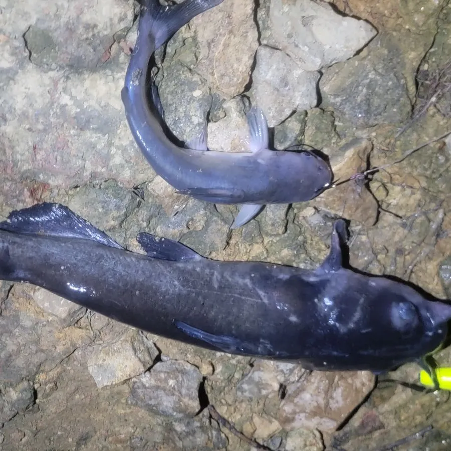 Channel catfish caught on Fishbrain