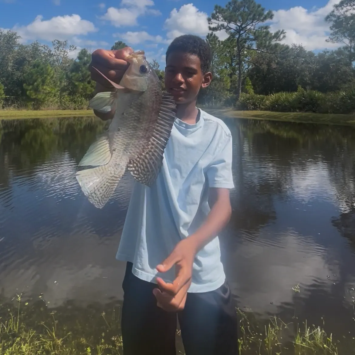Blue tilapia caught on Fishbrain