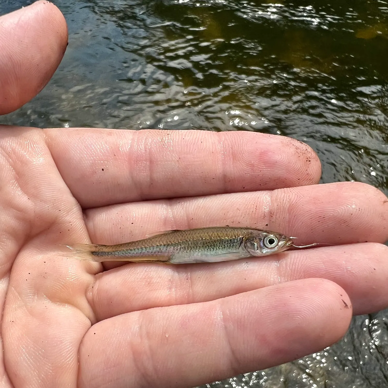 The most recent Rosefin shiner catches on Fishbrain