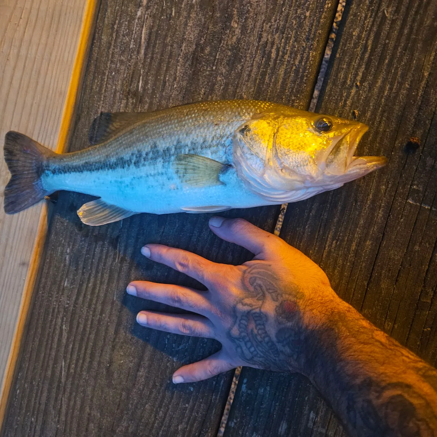 recently logged catches