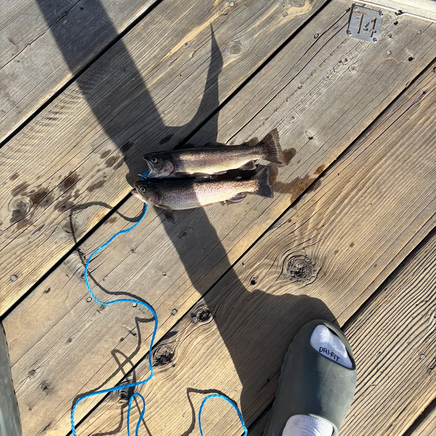 Fish caught on Fishbrain