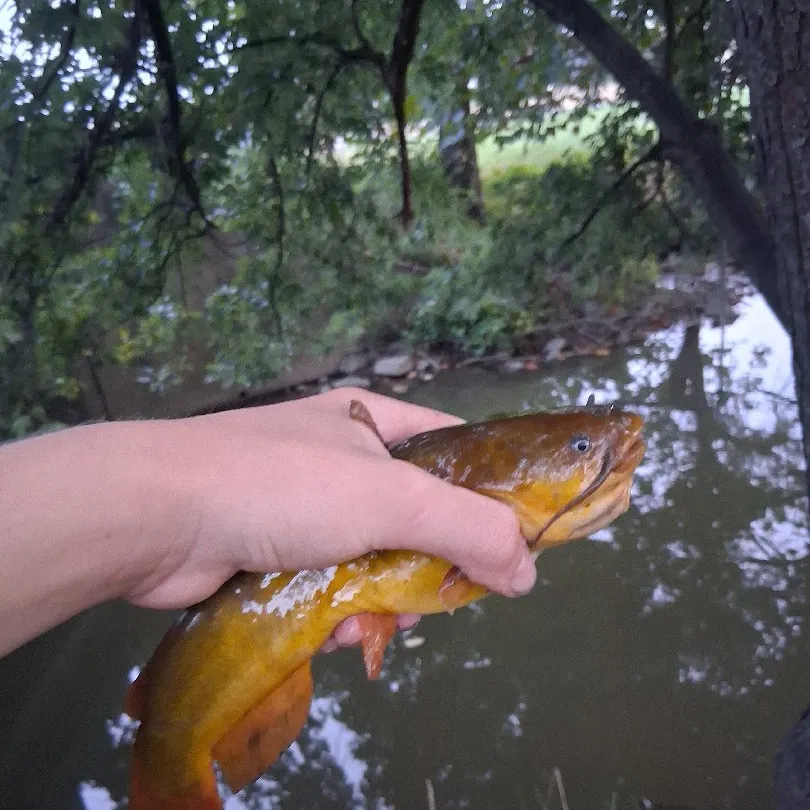 Yellow bullhead caught on Fishbrain