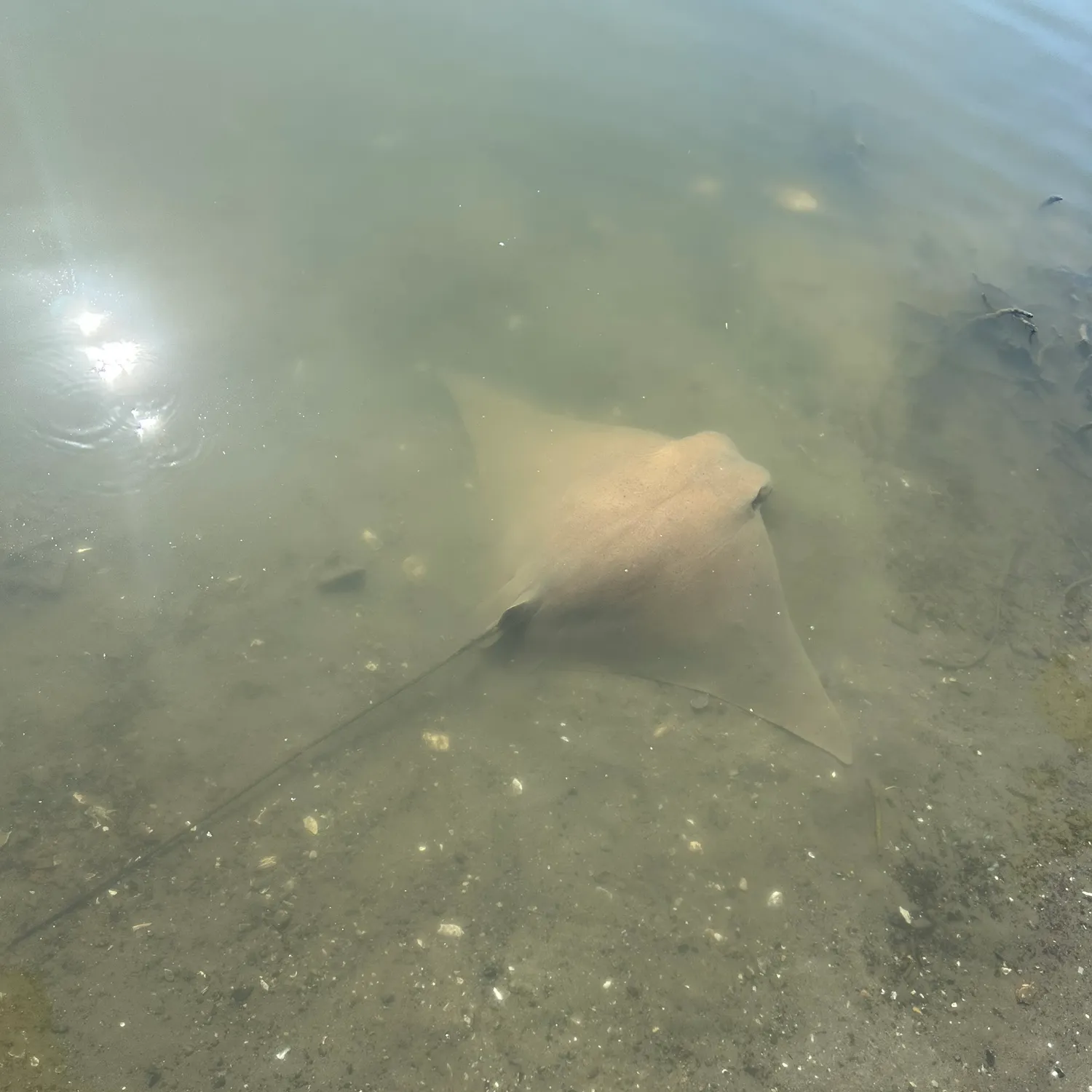 The most recent Flapnose ray catches on Fishbrain