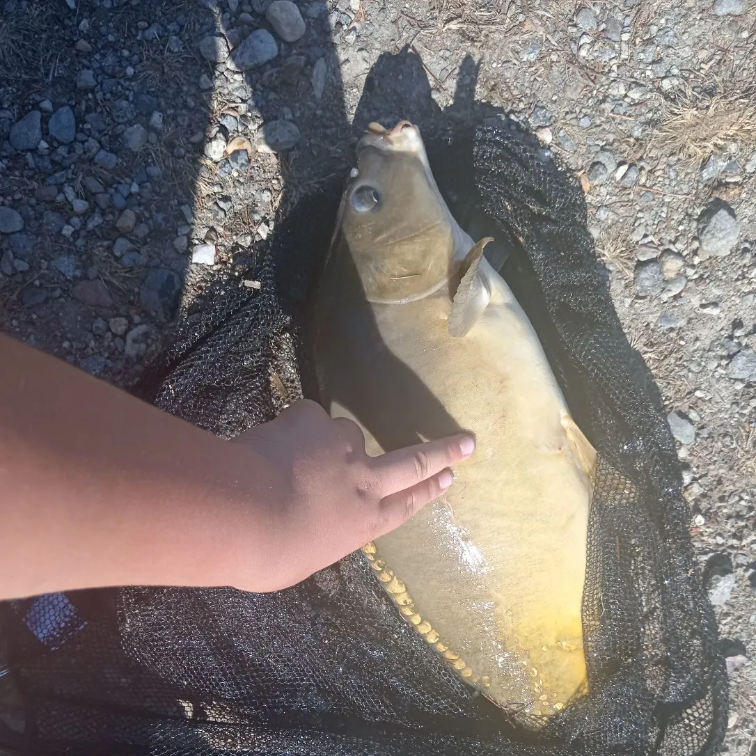 Mirror carp caught on Fishbrain