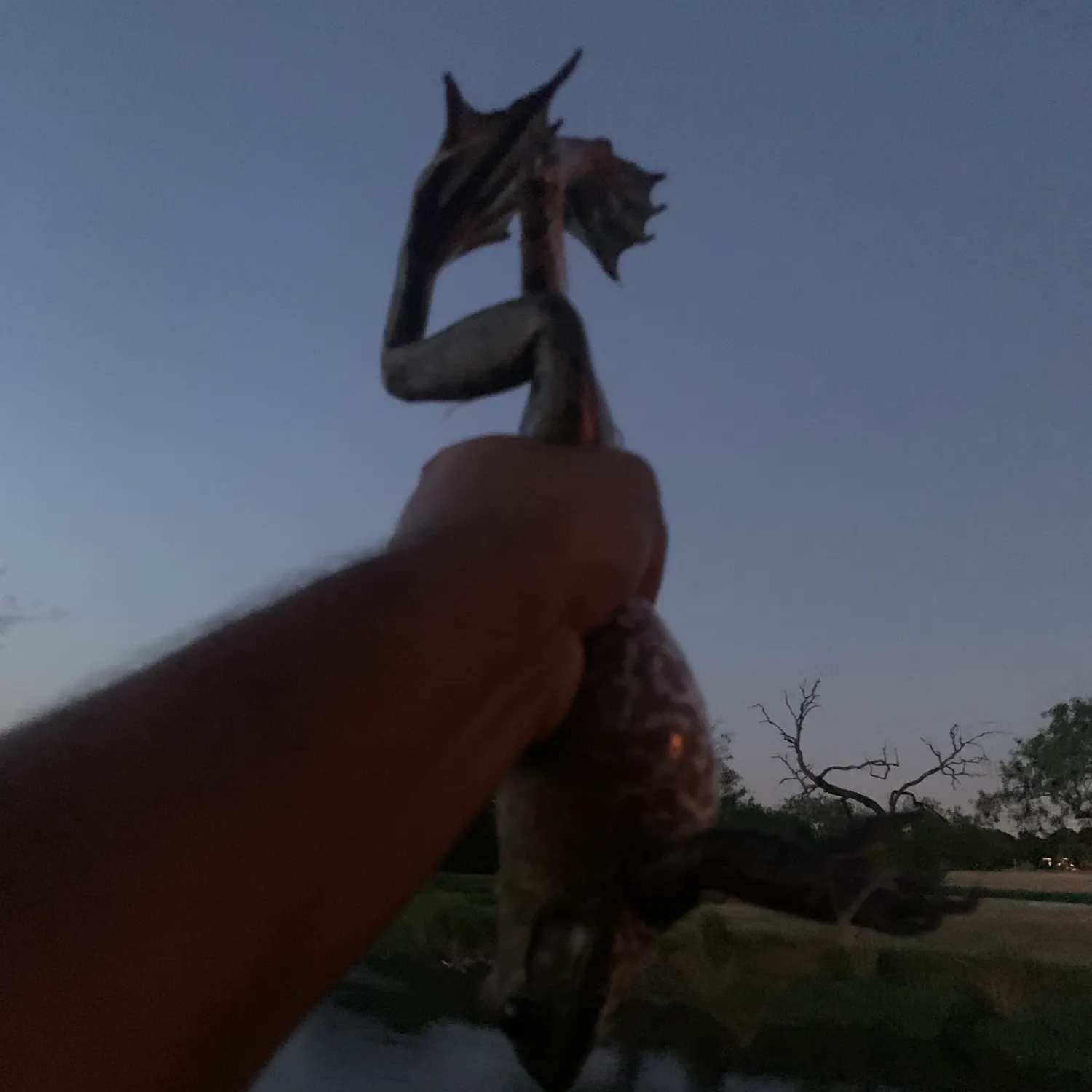 Fish caught on Fishbrain