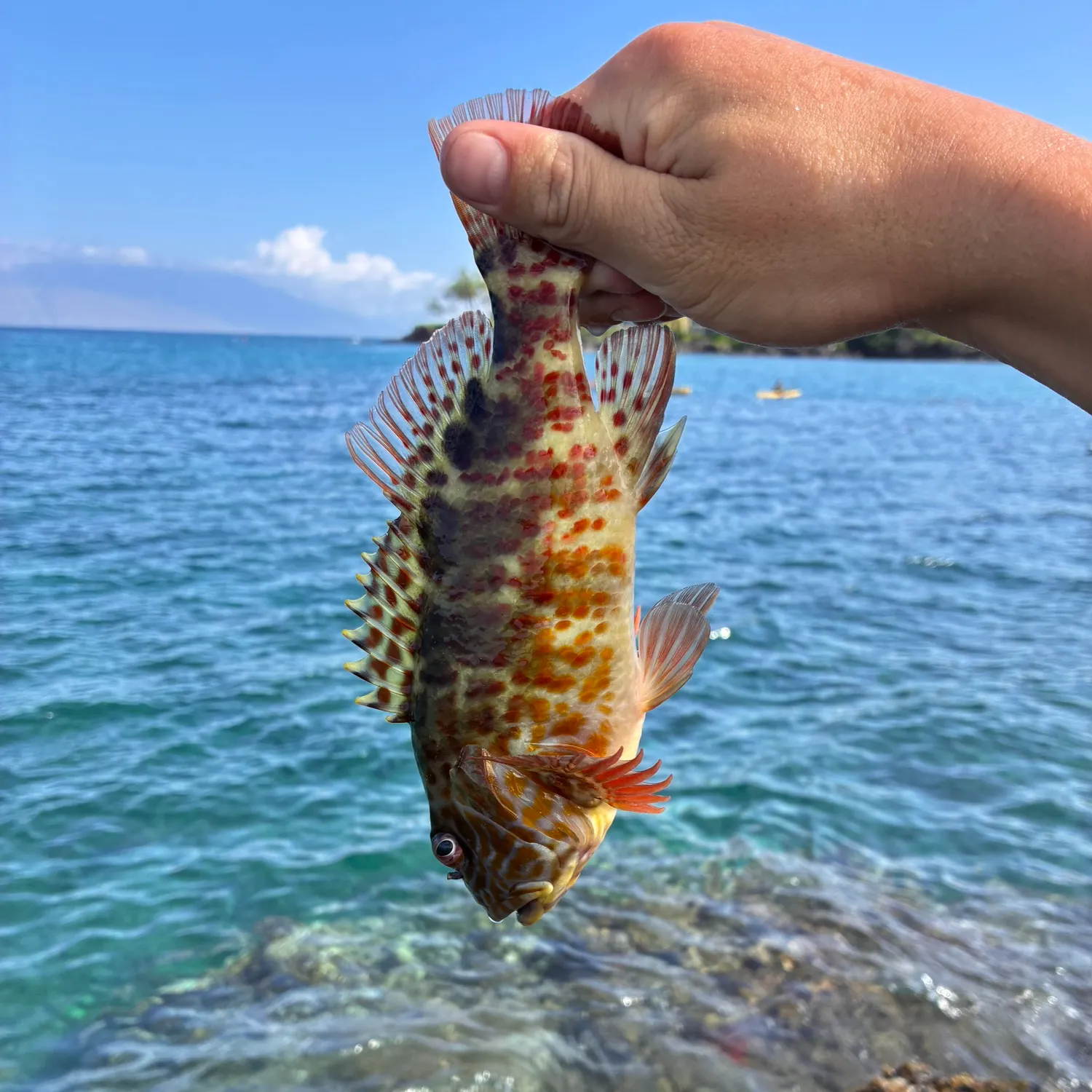 The most recent Orange-spotted grouper catches on Fishbrain